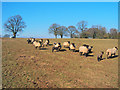 Blackface sheep and lambs on the top of the ridge