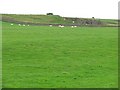 Field, Greenshieldhouse