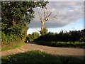 Dead tree beside the lane, Westhall