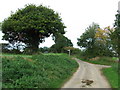 Footpath And Country Lane