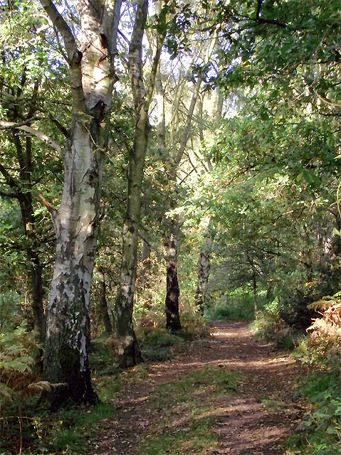 Woodland track in Highgate Country Park,... © Roger Kidd cc-by-sa/2.0 ...