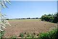 Fallow field by Shoregate Lane