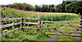 Maize field, Dunmurry