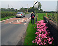 Pink Flowers, Allaston