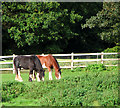 Horses grazing pasture by Hall Farm