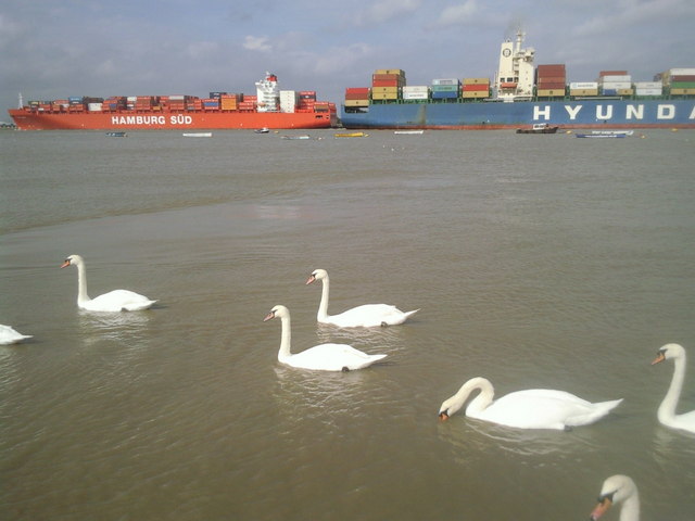 Swans and ships at Gravesend