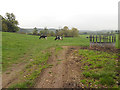 Grazing at Forestside Farm