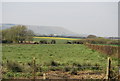 Cattle grazing near Berwick