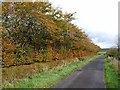 Autumn colours near Snab Corner