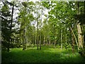 Woodland at Bank House, Guyzance