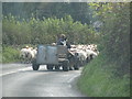 Sheep being driven along the B3222