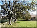 Line of trees at Hammershield Farm