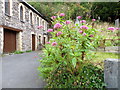 Valerian, Llangrannog