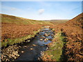 NY9842 : Stanhope Burn - Autumnal view by Philip Barker
