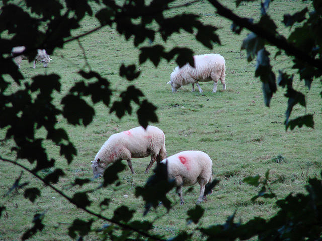Ewes in the Rheidol Valley