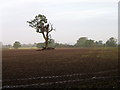 Lonesome tree near Hannington