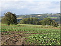 Farmland above West Fell (2)