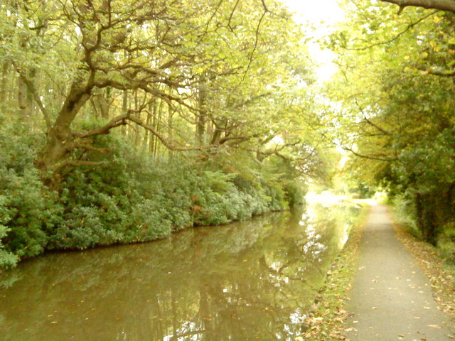 Canal in the trees