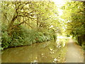 Canal in the trees