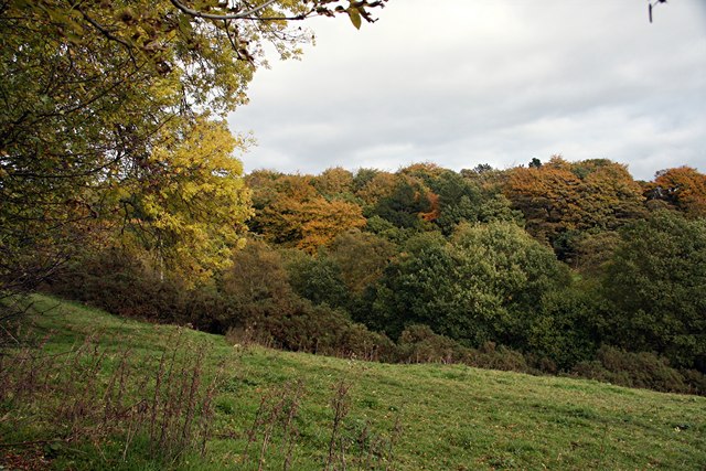 Woodland near Dore village