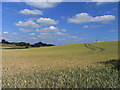 Farmland, Crondall