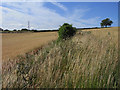 Farmland, Bentley