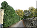 High Hedge on Snaithwood Drive