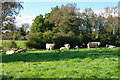 Cattle with plenty of grass