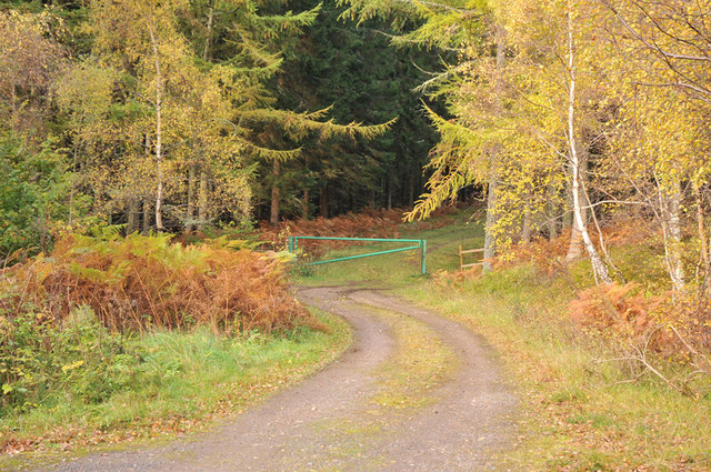 Forestry access road near Logie Farm