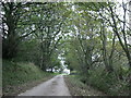 Tree-lined road by Lochturffin