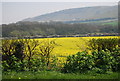 Oilseed rape by Alfriston Rd