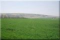 Wheat below the South Downs