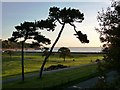 Pine Trees, Goodrington Park