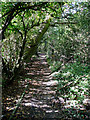 Leafy Footpath