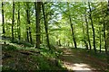 Footpath through woods above Percy Beck