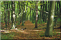 Autumn footpath, Great Wood