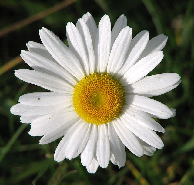 Oxeye daisy flower