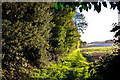 Footpath along field edge