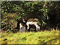 Fallow deer, Glen Ample