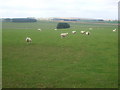 Grazing land near Newton of Litterty