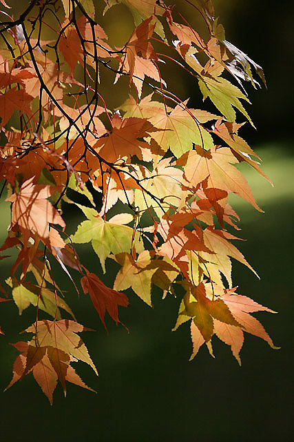 Autumn leaves at Mellerstain House Gardens