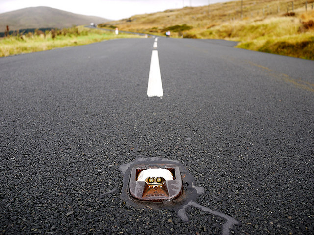 cateye on road