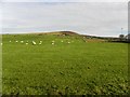 D1117 : Sheep, Scotshomerbane by Kenneth  Allen