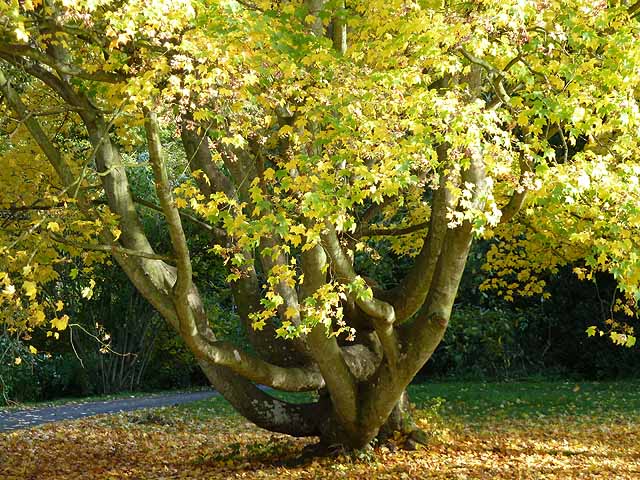 Coppiced maple in the grounds of Howick Hall