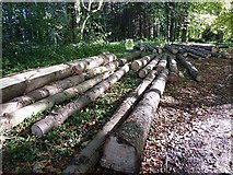 NU2517 : Logs in the East Arboretum by Joan Sykes