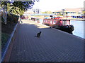 Canal Cat