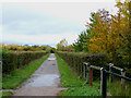 Autumn Bridleway