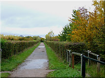 TQ8092 : Autumn Bridleway by terry joyce