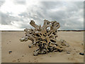 TM5179 : Tree roots on the beach by Adrian S Pye