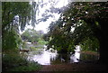 Riverside trees and high tide on the River Thames